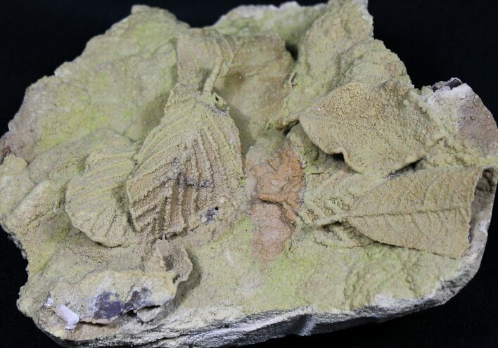 Life-Like Fossil Leaves Preserved In Travertine - Austria #31389